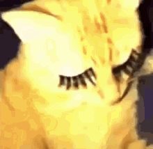 Cat Purr Mink Mink Eyelashes Rikitheworid GIF - Cat Purr Mink Mink Eyelashes Rikitheworid GIFs