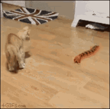 Cat Scared GIF - Cat Scared Yikes GIFs