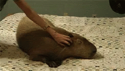 capybara-animals.gif