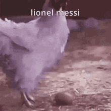 Lionel Messi Chicken GIF - Lionel Messi Messi Chicken GIFs
