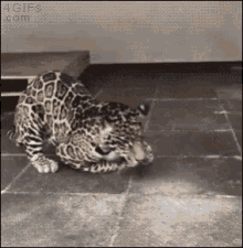 Leopard Animals GIF - Leopard Animals GIFs
