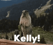 kelly btb kelly kelly btb kelly