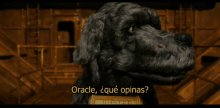 Oracle Que Opinas GIF - Oracle Que Opinas Confused GIFs