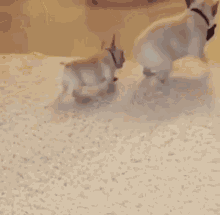 Funny Animals Perro GIF - Funny Animals Perro Brinco GIFs