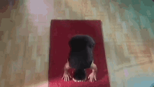 Lunges Gifs Tenor