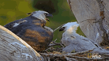 Waiting For You Beware The Harpy GIF - Waiting For You Beware The Harpy Perus Wild Kingdom GIFs