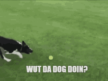 wut da dog doin wut da dog doin