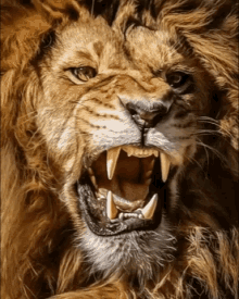 Lion King GIF - Lion King King Of The Jungle GIFs
