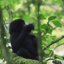 baby gorilla pound chest wsbn