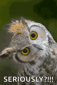 Gif miss owl did it i Owl tired