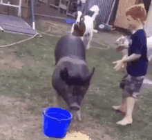 Goat Pig GIF - Goat Pig Ride Pig GIFs