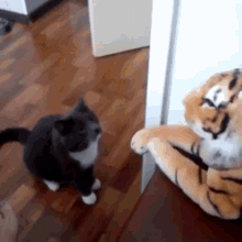 punch angry mad cat tiger