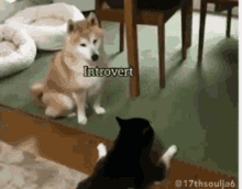 Introvert Vs Extrovert Dogs GIF - Introvert Vs Extrovert Dogs Introvert GIFs