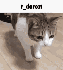 t_darcat