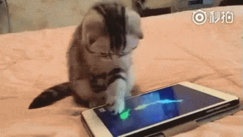 Cat Playing With Smartphone - Smartphone GIF - Smartphone Cat Kitten -  Descubre & Comparte GIFs