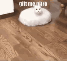 discord nitro cat