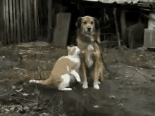 Needy Cat GIF - Needy Cat Give Me Attention Cute Cat GIFs