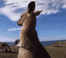 Kangaroo Dance GIF - Kangaroo Dance Animals GIFs