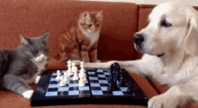 Cats Chess GIF - Cats Chess Dog GIFs