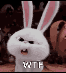 bunnies confused