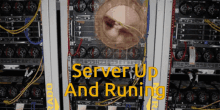 Server Runing Server Up And Running GIF - Server Runing Server Up And Running Hamster GIFs
