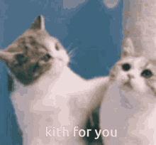 Kith Cat GIF - Kith Cat Wholesome GIFs
