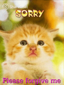 Sorry Please Forgive Me बिल्ली GIF - Sorry Please Forgive Me बिल्ली आँसू GIFs