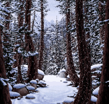 Snowmageddon Animated GIF - Snowmageddon Animated Forest GIFs