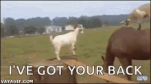 Horse Goat GIF - Horse Goat Ride GIFs