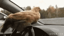 Concentrate Speeding GIF - Concentrate Speeding Hen GIFs
