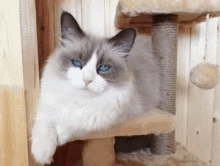 Siberian Cat Breeders Dmv Buy Kittens With Blue Eyes GIF - Siberian Cat Breeders Dmv Buy Kittens With Blue Eyes GIFs