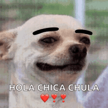 dog eyebrow funny eyebrow raise dog eyebrow funny eyebrow raise