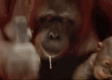 Orangutan Hammer GIF - Orangutan Hammer Fixed GIFs