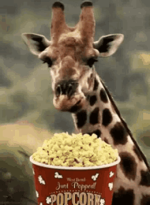 Giraffe Eating GIF - Giraffe Eating Popcorn GIFs