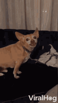 Angry Dog Grr GIF - Angry Dog Grr Chihuahua GIFs