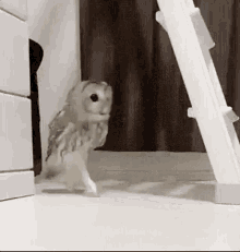owl hiding cute