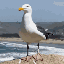 Seagull Angry GIF - Seagull Angry Crazy GIFs