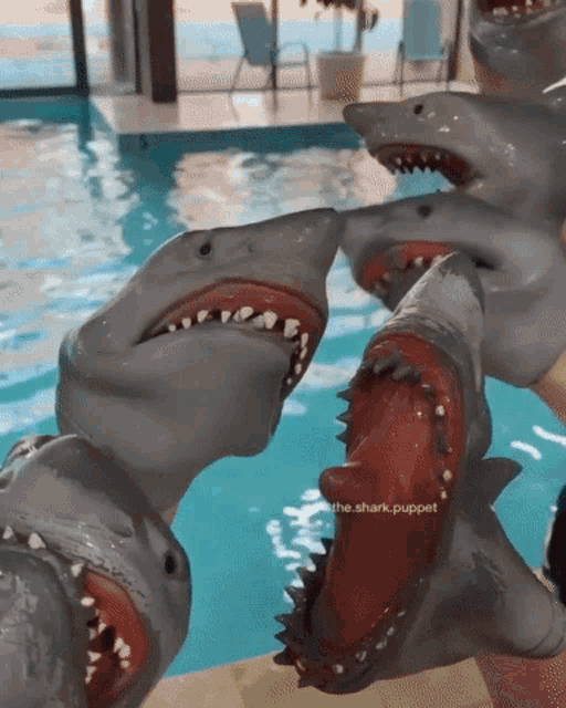 [Image: shark-puppet-swimming.gif]