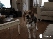Beagle Barking GIF - Beagle Barking Bark GIFs