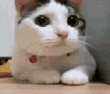 smh shake my head cat no nope smh shake my head cat no nope
