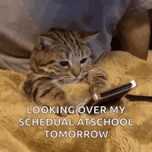 shummer netflix cat cute schedule