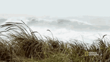 Windy Seagrass And The Ecosystem GIF - Windy Seagrass And The Ecosystem When Sharks Attack GIFs