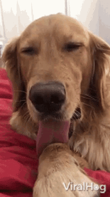 Dog Viralhog GIF - Dog Viralhog Tongue Out - Discover &amp; Share GIFs