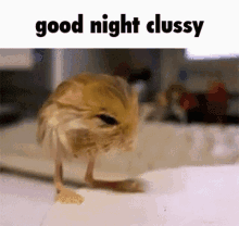 clussy clan good night roingus jerboa cute