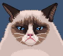 Cat Angry Face GIF - Cat Angry Face Snowshoe Cat GIFs