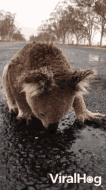 Thirsty Koala Rainwater GIF - Thirsty Koala Rainwater Cute GIFs
