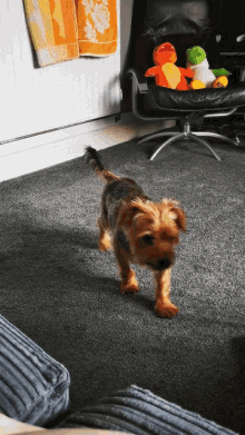 spinning twirl yorkshire terrier dog yorkie