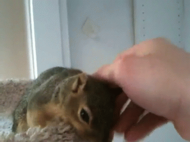 https://c.tenor.com/7Q13yEvfQVoAAAAC/squirrel-petting.gif