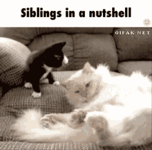 Siblings Cats GIF - Siblings Cats Funny GIFs