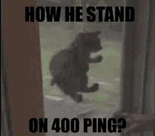 How He Stand Cat GIF - How He Stand Cat Door GIFs